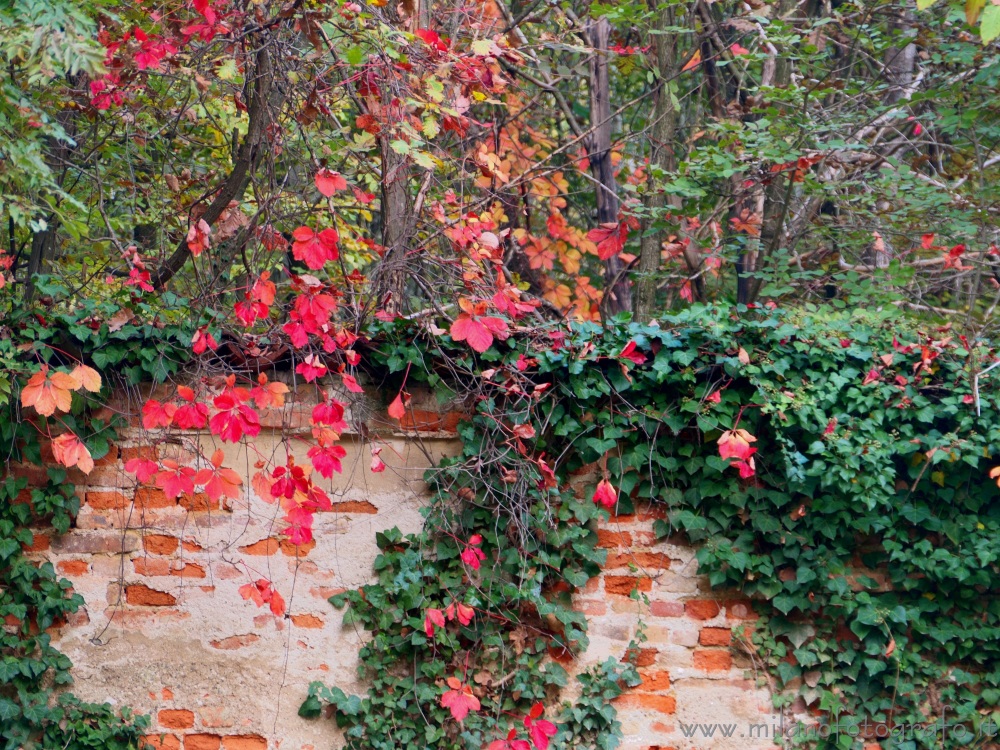 Bollate (Milan, Italy) - Autumn colors in the park of Villa Arconati